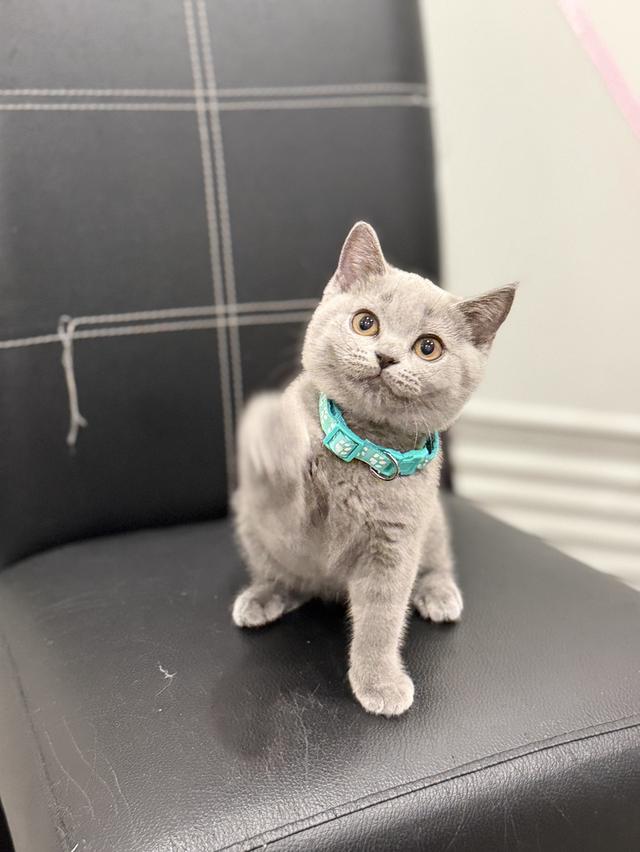 บริติช ช็อตแฮร์ สีบลู รูปที่ 8