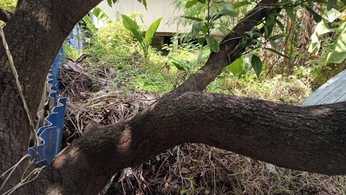 ที่ดินเปล่า 18 ตรว. ซอยพหลโยธิน 52 ซอยชุมชนรวมใจสามัคคี 3