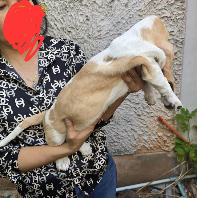 บาสเซ็ตฮาว์ดใบเพ็ดสมาคมพัฒนาพันธุ์สุนัข รูปที่ 14