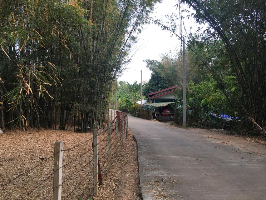 ที่ดินติปางช้างแม่ริม 3