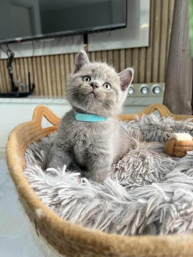 ลูกแมว บริติช ช็อตแฮร์ ใบเพ็ดนอกWCF(British Shorthair)