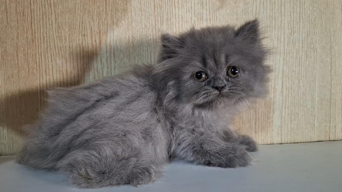 ลูกแมวบริติชสีบลูเพศหญิง รูปที่ 5