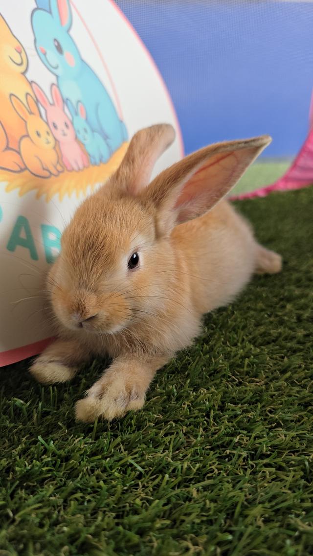 กระต่ายมินิเร็กซ์,ฮอลแลนด์ลอป,นิวซีแลนด์ไวท์ 8