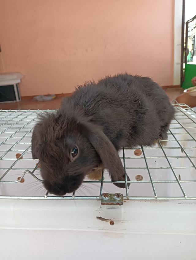 ลูกกระต่ายทุกสายพันธุ์ รูปที่ 8