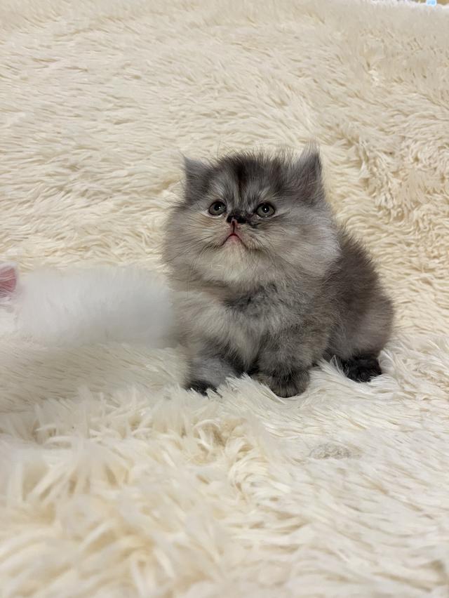 แมวเปอร์เซีย 😊🤭😆😁่ี่ 8