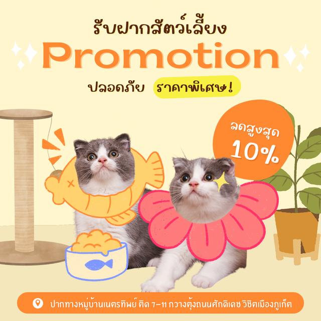 รับฝากแมว โรงแรมแมว