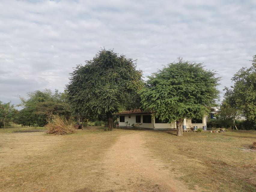 ที่ดิน​ 6​ ไร่​ 1​ งาน​ 31​ ตารางวา​ 11