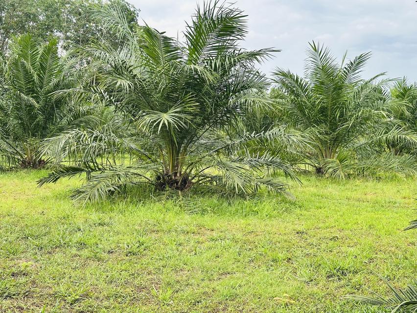 ‼️ขายที่ดินใกล้เมืองหาดใหญ่ โซนคลองแห ทำเลกำลังเติบโต 🏡🌿 8