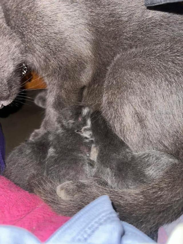 ลูกแมว Russian Blue หาบ้าน 5