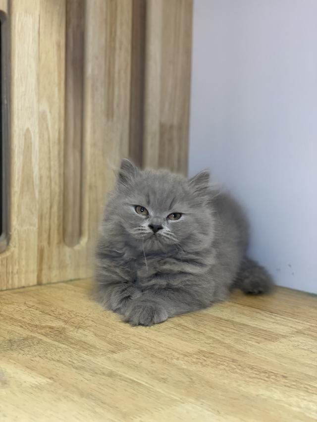 ลูกแมวมันช์กิ้น ขายาว รูปที่ 8