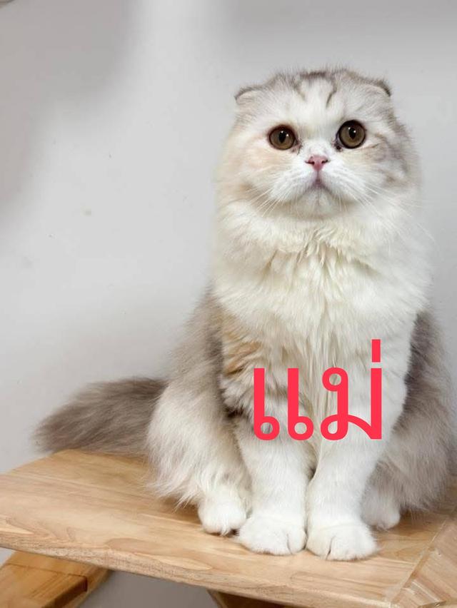 สัตว์เลี้ยง แมวมันช์กิ้น รูปที่ 7