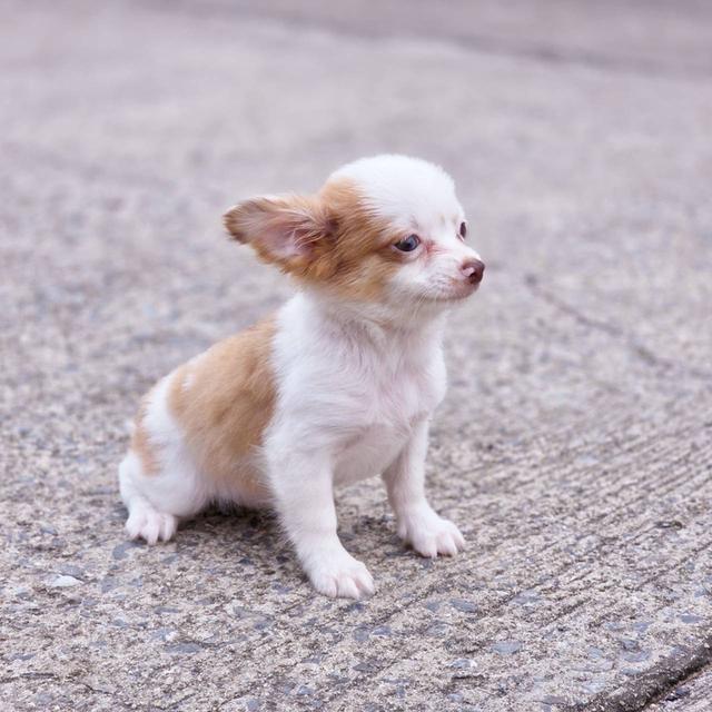 ชิวาวาแท้ขนยาว เพศเมีย พร้อมย้ายบ้าน 6