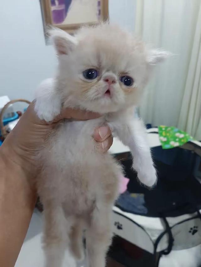 แอคโซติกขนยาว 3