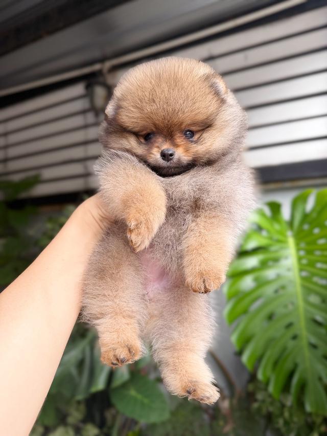 ปอมแท้ เพศเมียสีส้ม พิกัดรามอินทรา 12