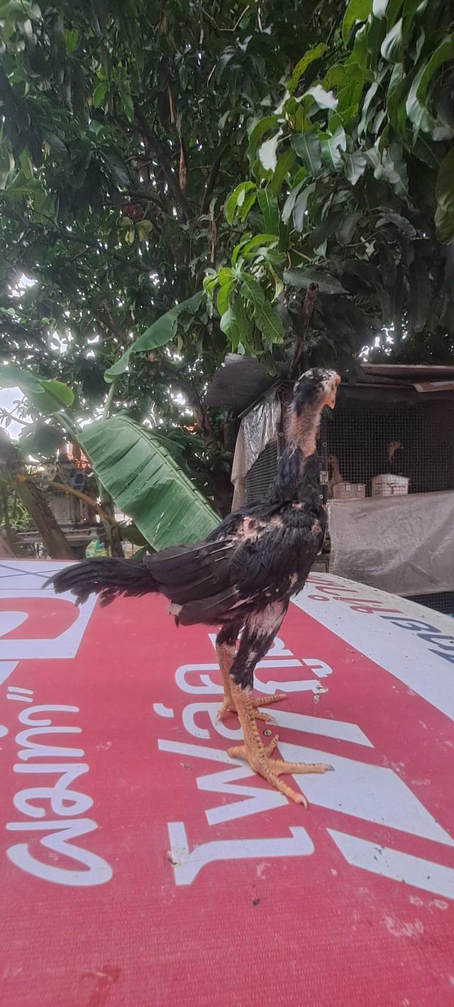 ลูกไก่ สายพันธุ์ญี่ปุ่นพม่า