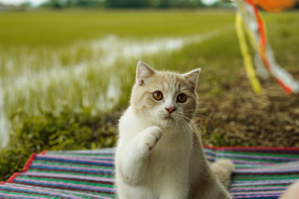 แมวสก๊อตติช