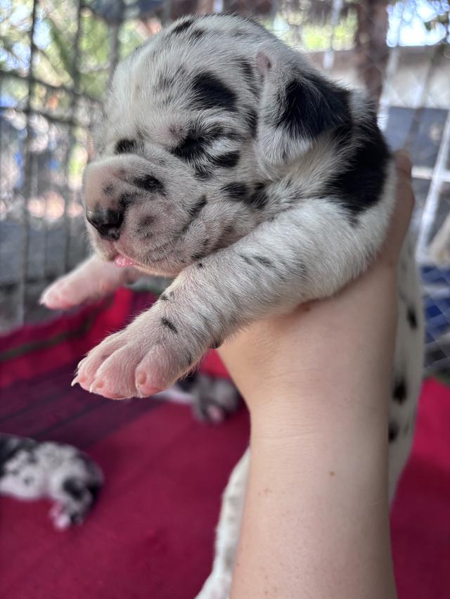 Greatdane ลูกสุนัขเกรทเดน โทรติดต่อ 064 7927107 รูปที่ 2