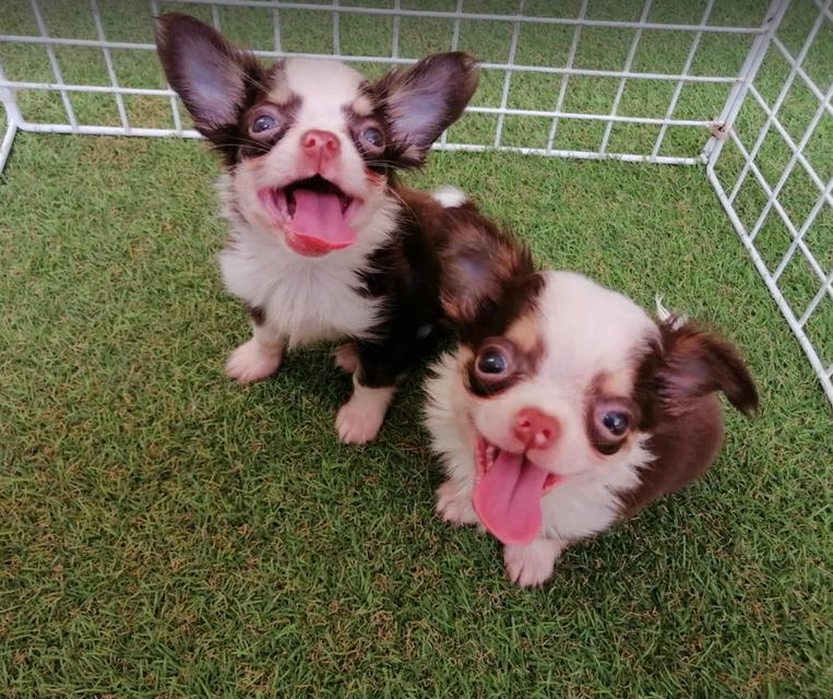 ชิวาว่าเเท้ขนยาว ชายล้วน พร้อมย้าย