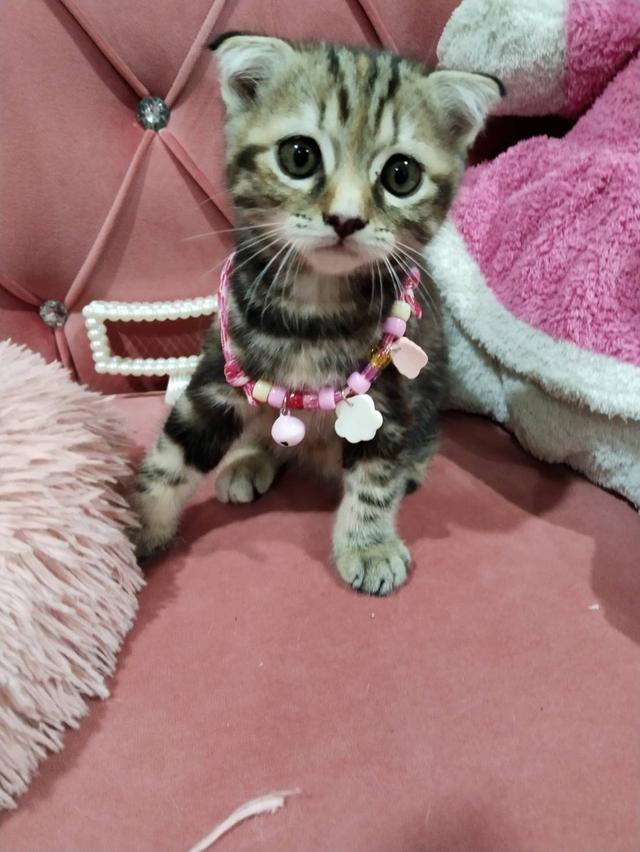 สก็อตติช แท้ เด็กหญิง😻🫶🏡❤️