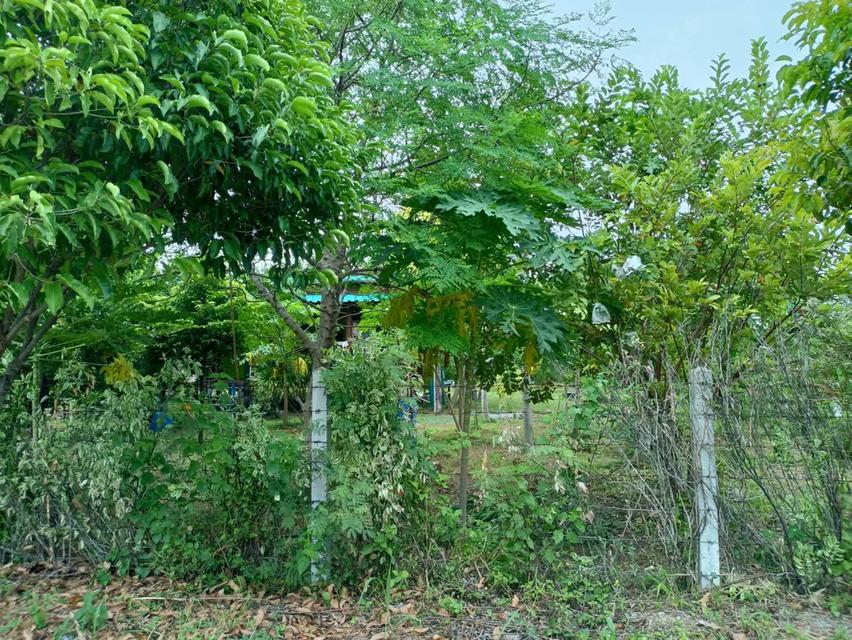 ขายบ้านสวน พร้อมที่ดิน!!!มีโฉนดครุฒแดง เนื้อที่ 1 ไร่ 37 ตารางวา ราคา1,200,000บาท ต่อรองได้ ขายเองไม่รับนายหน้าครับ ตั้งอยู่ทุ่งดินดำรีสอร์ทจังหวัดสุพ 6