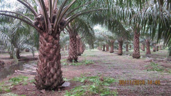 ขายสวนปาล์มสวนยาง โฉนด 25 ไร่ สะพลี ปะทิว ชุมพร 2