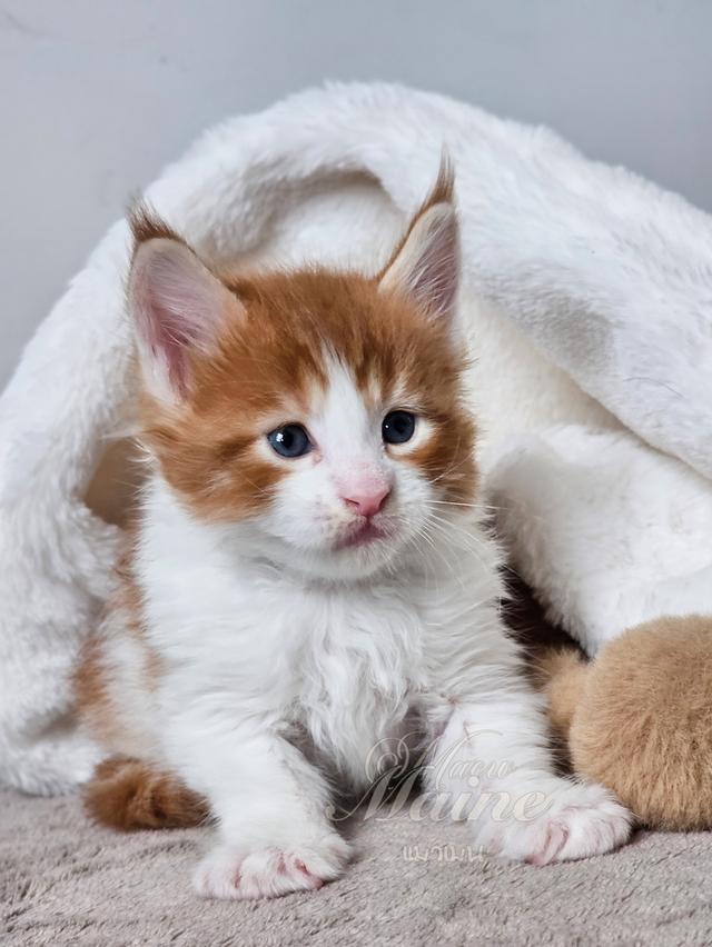 ลูกแมวเมนคูนแท้ เพศผู้ 4