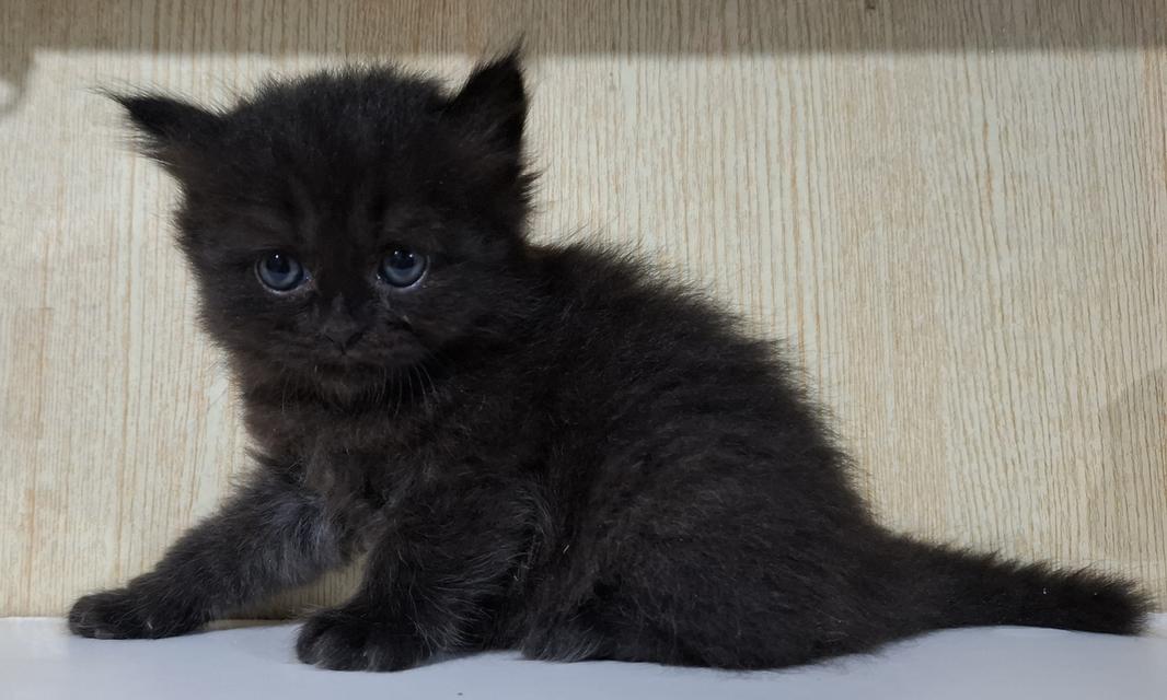 ลูกแมวครึ่งเปอร์เซีย+บริติช รูปที่ 2