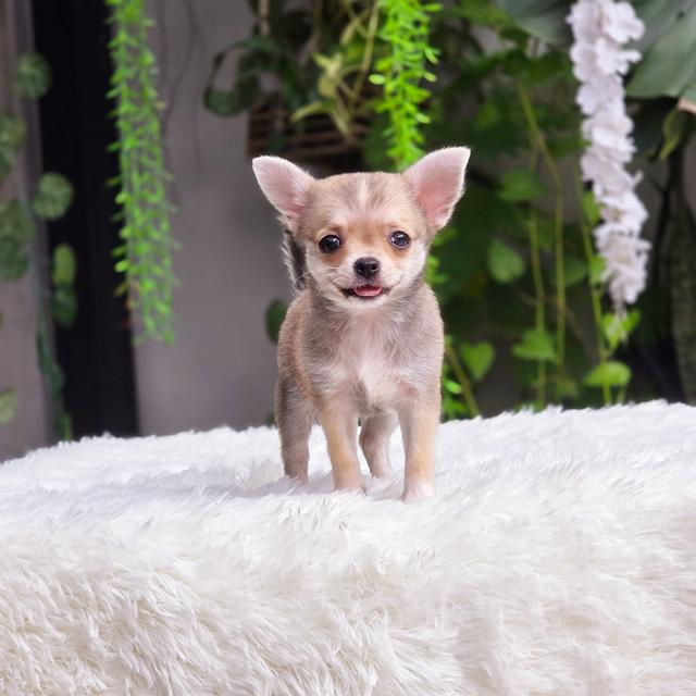 น้องกระรอก ชิวาวาขนสั้นสีกระรอกอายุ2เดือนพร้อมแสบพร้อมซน
