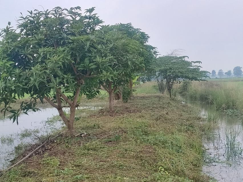 บ้านพร้อมที่ดิน 2ไร่2งาน80ตารางวา 11