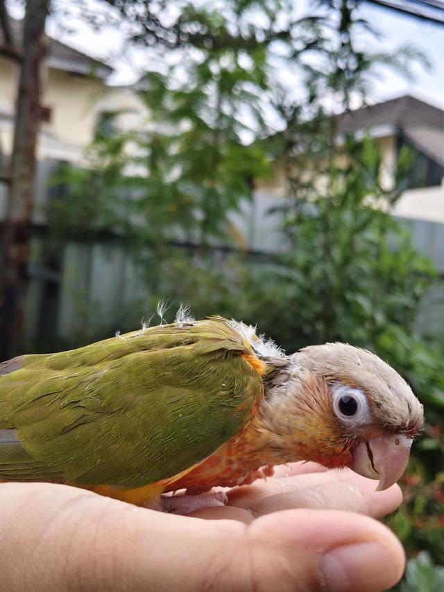นกกรีนชีคพายแอปเปิ้ล รูปที่ 7