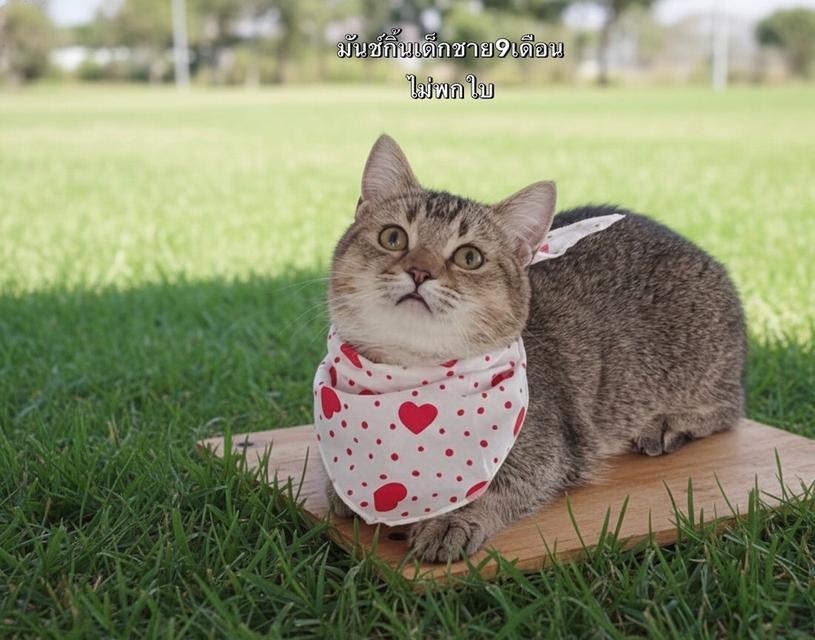 แมวมันช์กิ้น รวมเด้กมันช์กิ้นขาสั้น ชาย หญิง 2