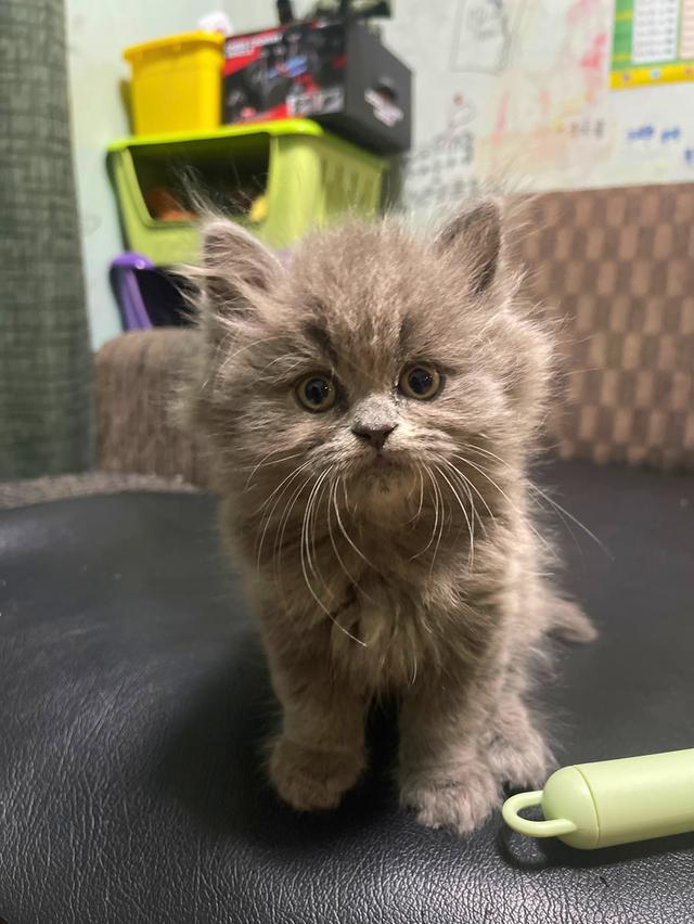 แมวสีไลแลค-ทั้งตัว (Lilac cat) 7