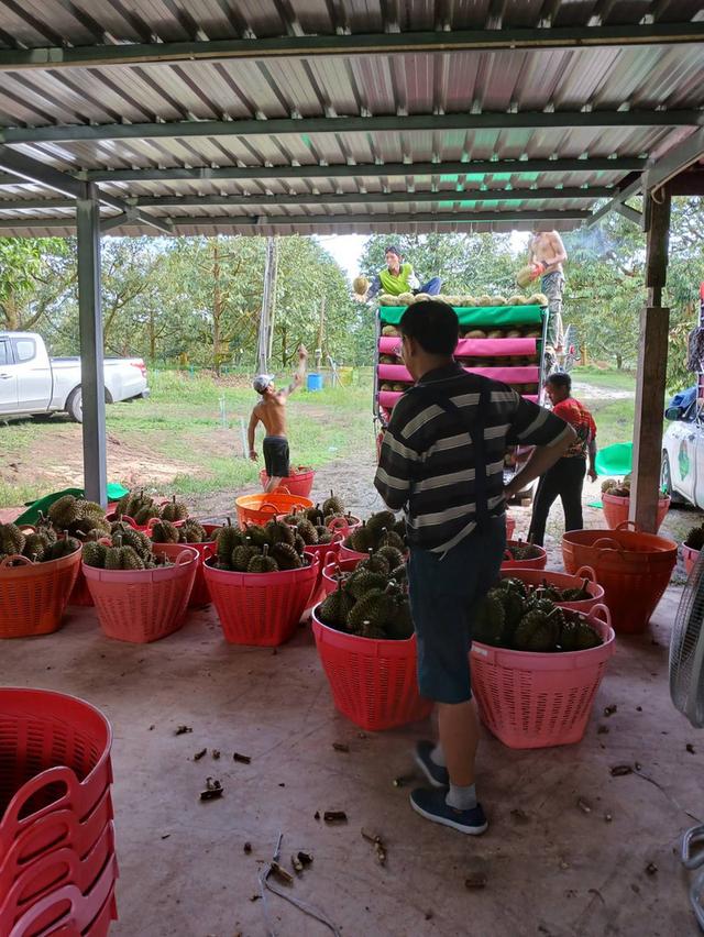 สวนทุเรียนให้ผลผลิต5ล้าน+ต่อปี เช็คพื้นที่ได้ทันที 16