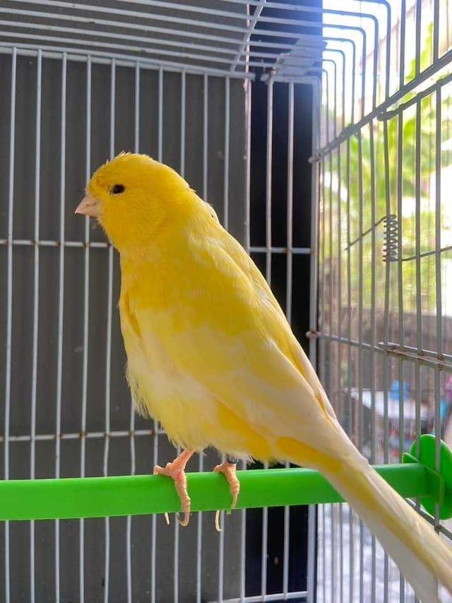 นกคีรีบูนสีเหลือง 3