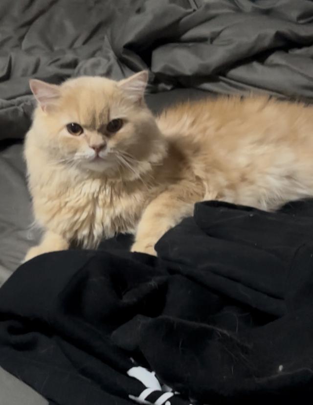 Persian cat called leo รูปที่ 2