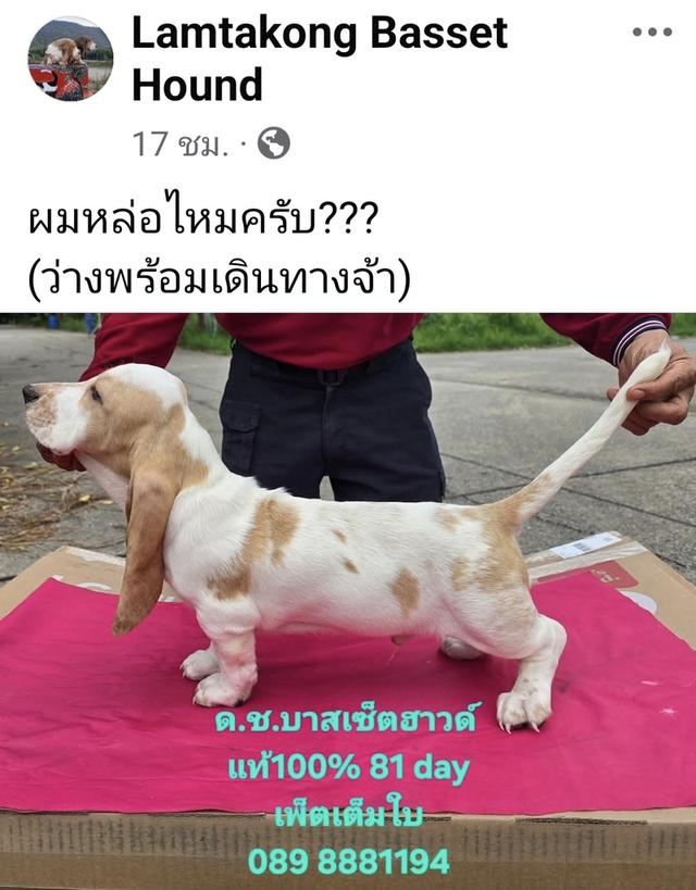 สัตว์เลี้ยงบาสเซ็ตฮาวด์ 9