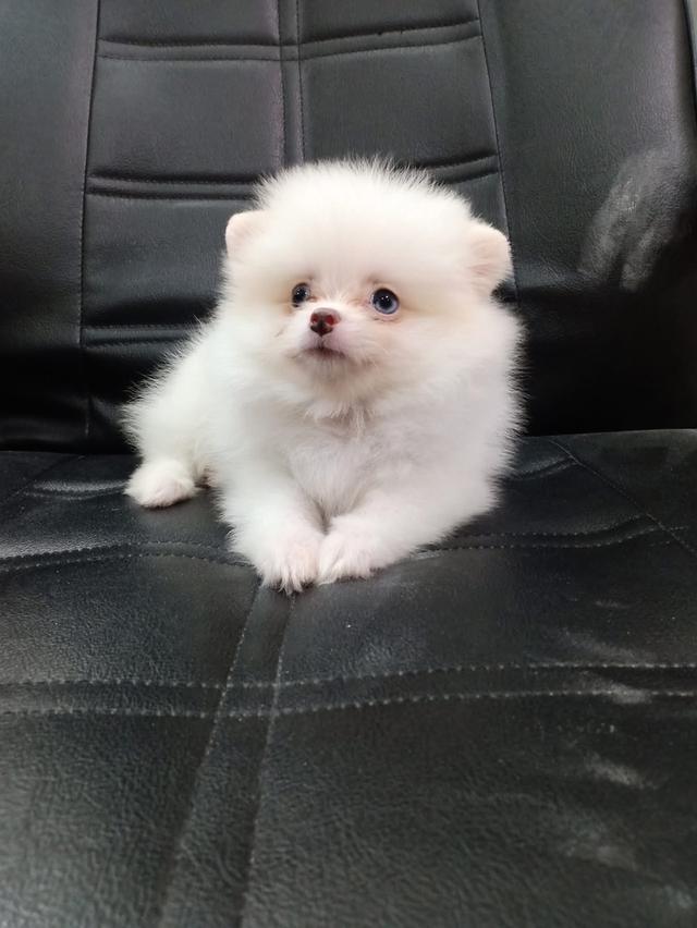 ลูก Pomeranian สีขาว