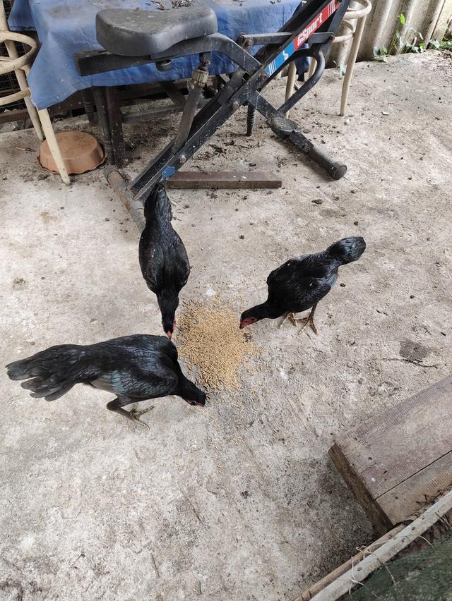 ไก่ชนเลิกเลี้ยง ขายเหมา 11