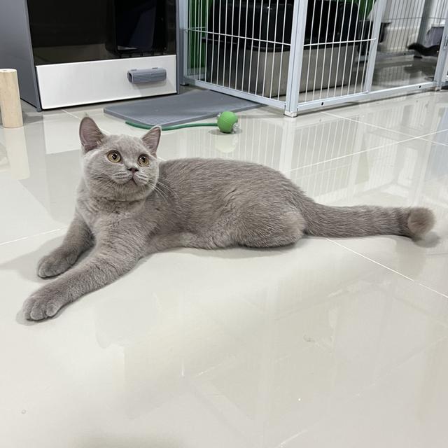 แมว บริติชแท้ เพศเมีย พร้อมใบรับประกันสายพันธุ์ 6