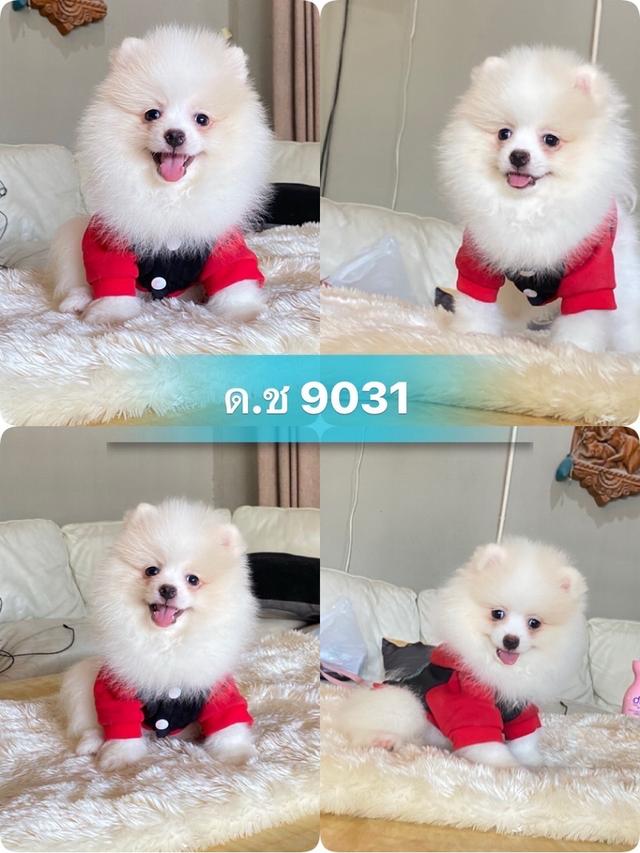 ลูกปอมเมอเรเนียนแท้ พร้อมย้ายบ้าน