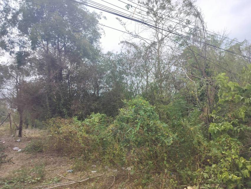 ขายที่ดินเปล่า(3ไร่ 2งาน) ใกล้บ้านจัดสรร ติดถนนสุวรรณศร33 ราคา5000000บาท 6