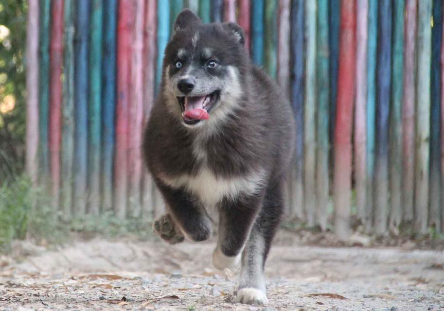 ไซบีเรียนแท้ เพศหญิง ตาสองสี 3