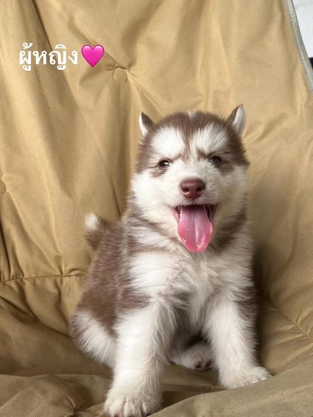 ว่างเด็กหญิง2ตัวสุดท้ายนะคะ ไม่ไกลมากส่งฟรีค๊าจัดโปร