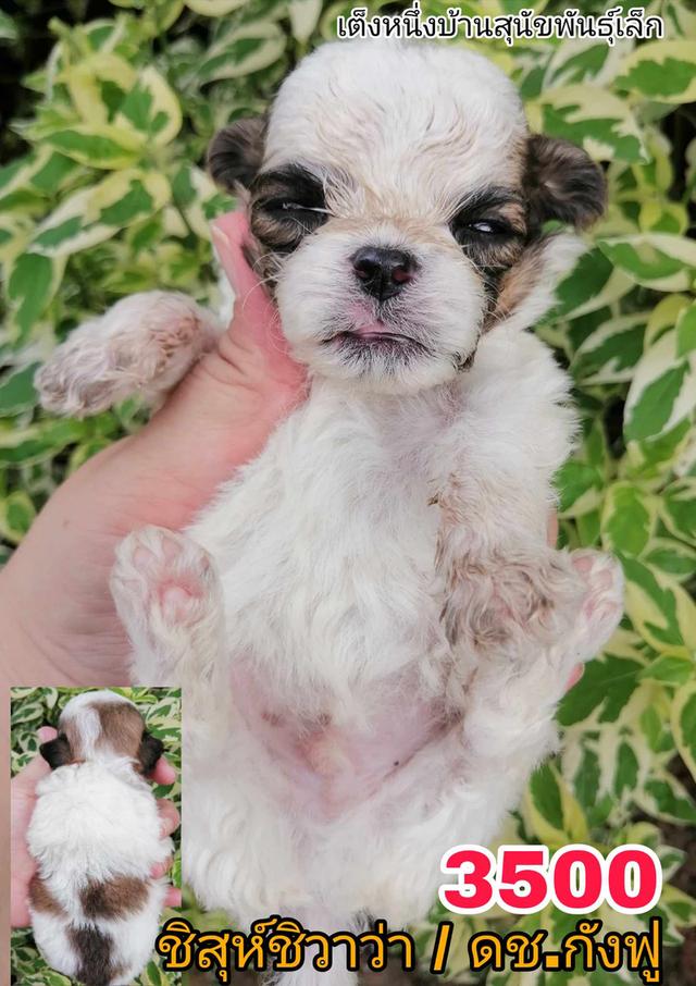 เปิดจอง ชิสุห์ผสม ปอม พุดเดิ้ล ชิวาว่า 13