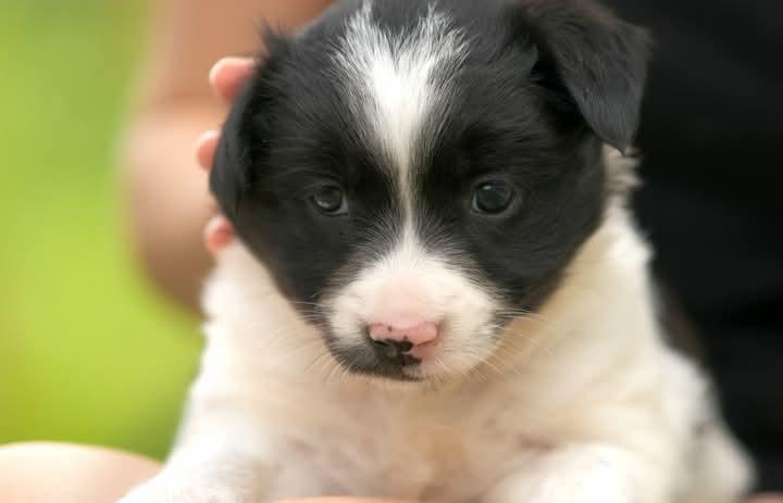 ขาย ลูกสุนัข Border Collie ลายขาวดำ 4