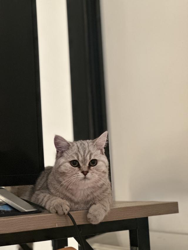 เเมว สก๊อตติชโฟ สีเทา (4เดือน) ด.ญ