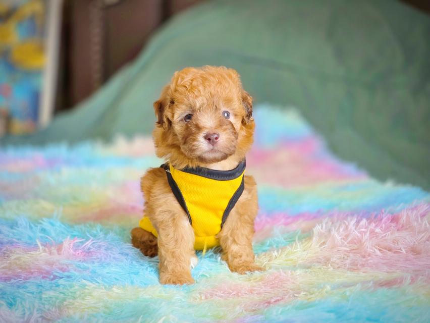 พุดเดิ้ลทอยแท้เพศเมีย รูปย่อยที่ 4