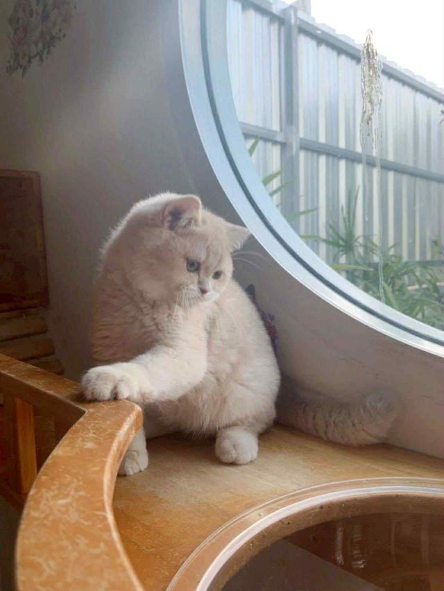 แมว บริติชช็อคแฮร์เด็กผู้ชาย 5เดือน 4