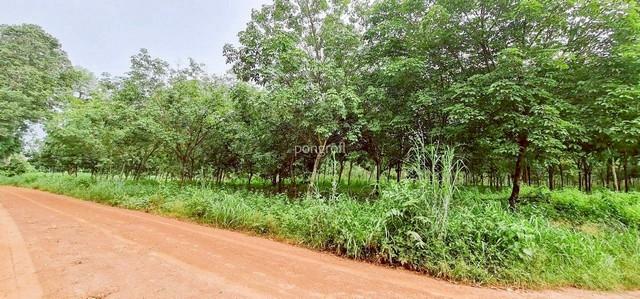ที่ดิน 54 ไร่ 139 ตร.ว มีครบ! สวนยาง–สวนปาล์ม–บ้าน–น้ำใช้ตลอดปี จ.สระแก้ว 5