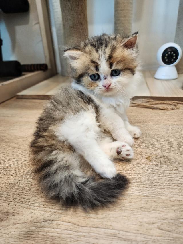 แมว สก็อตติช อายุ 2-3 เดือน ตัวละ 5000 พิกัดไทรม้า 12